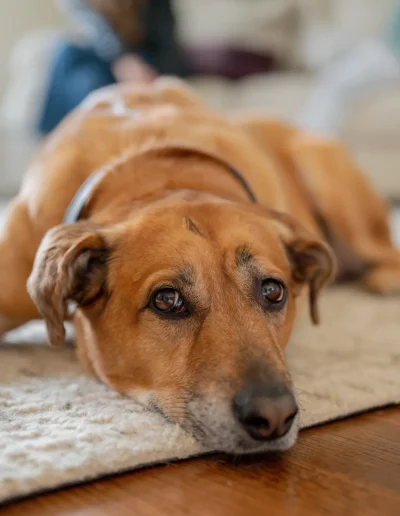 Parker Home Dog